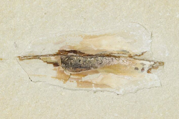 Cretaceous, Soft Bodied Cephalopod Fossil - Lebanon #162769